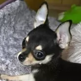 チワワ(スムース)