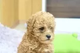 トイプードル(トイ)【大分県・女の子・2025年5月3日・アプリコット】の写真4
