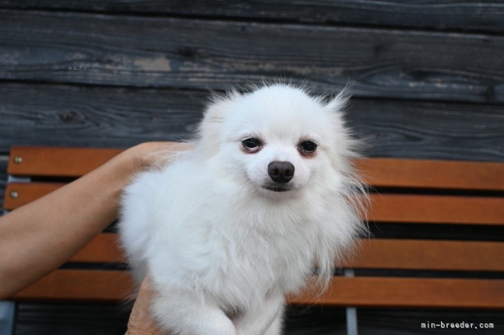 ポメラニアン【・女の子・2021年10月25日・ホワイト】