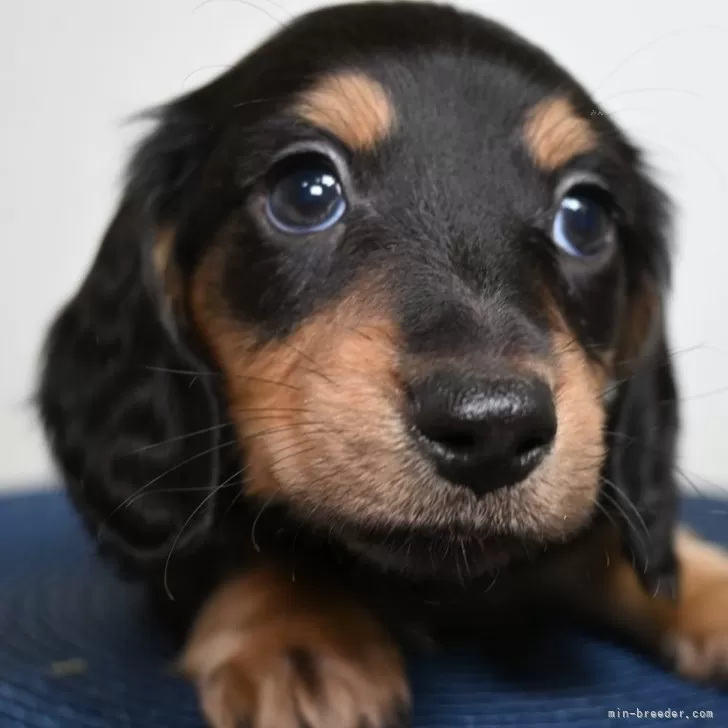 ID:2401-02171の子犬