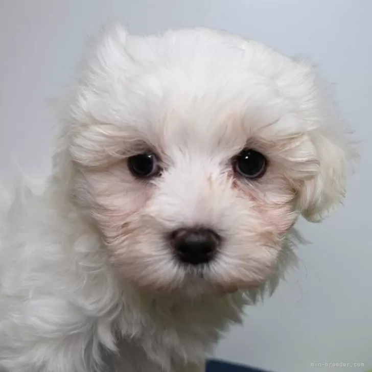 ID：2404-04698の子犬