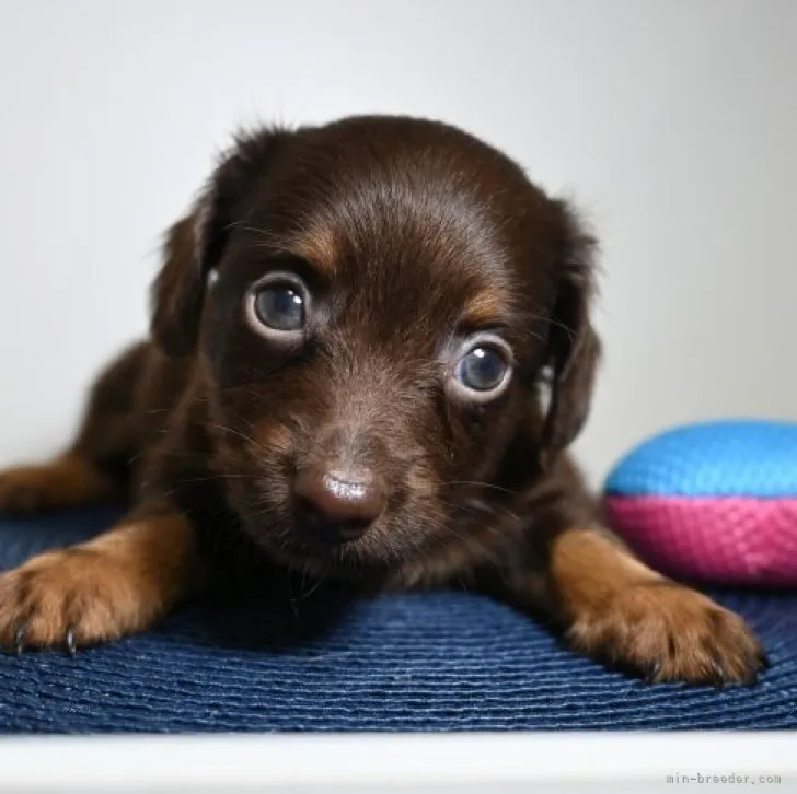 ID:2309-03240の子犬