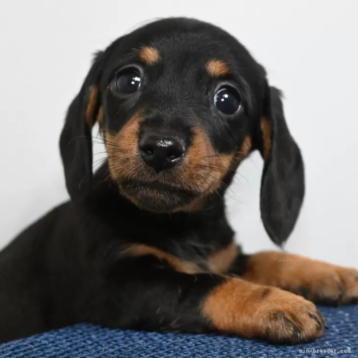 ID：2405-04885の子犬