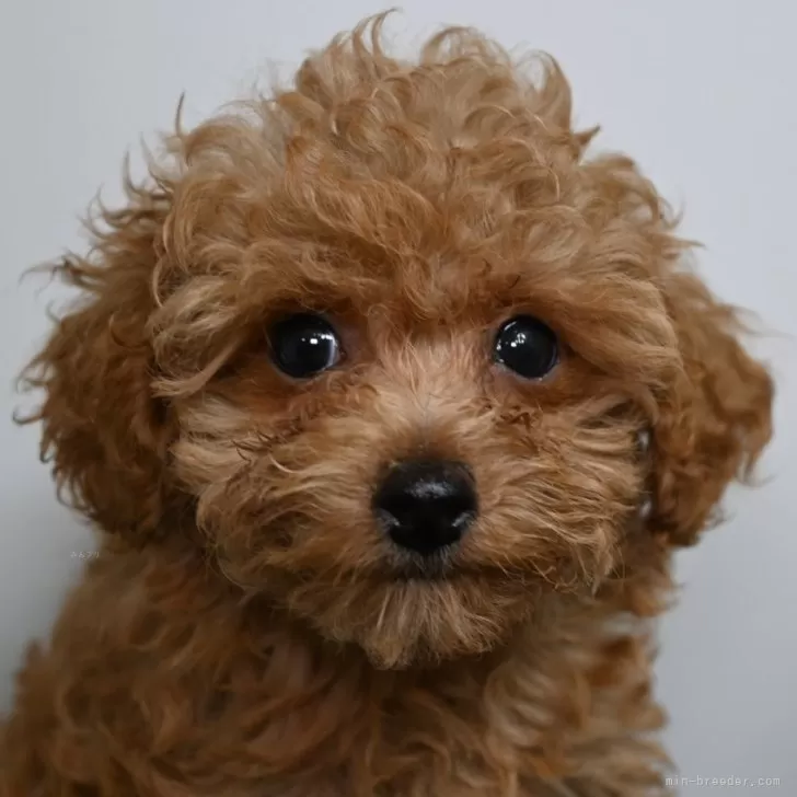 ID:2406-03137の子犬