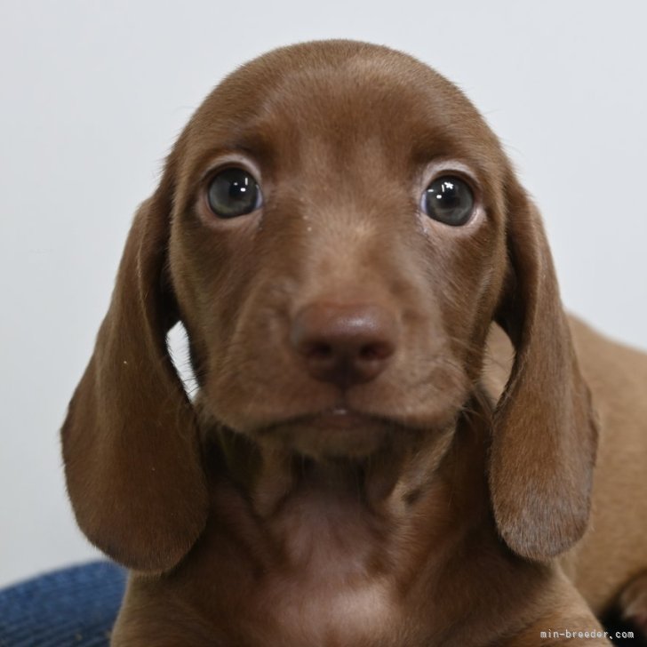 dog_img_1_88b0a3942e25.jpg