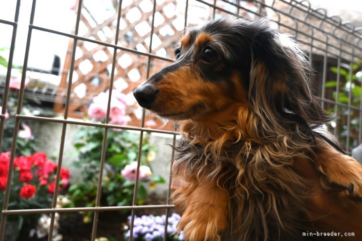 カニンヘンダックスフンド(ロング)【・男の子・2021年4月5日・シルバーダップル】