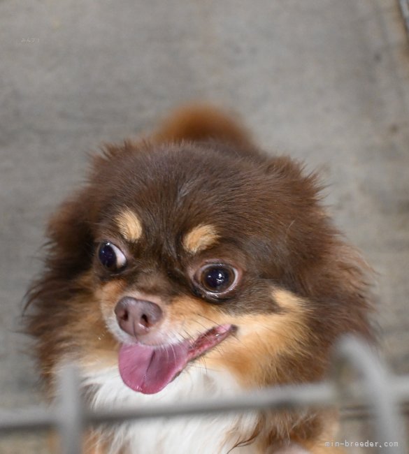 チワワ(ロング)【・男の子・2020年8月24日・チョコレート&amp;タン】