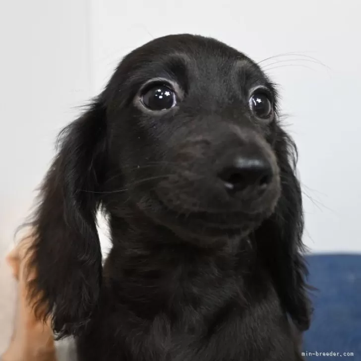 ID：2409-06677の子犬