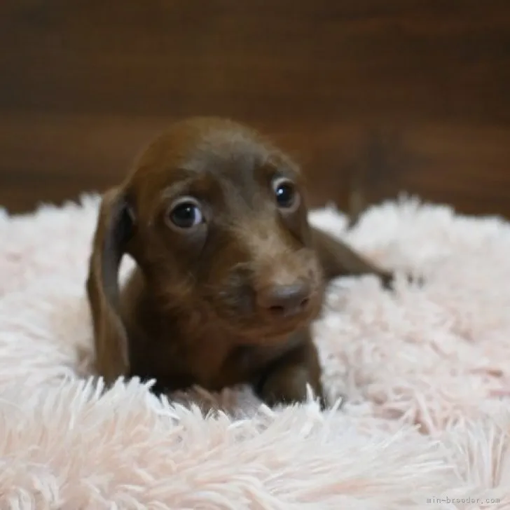ID:2306-04664の子犬
