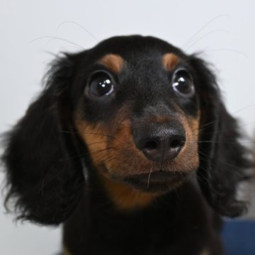 カニンヘンダックスフンド(ロング)【大分県・男の子・2024年4月9日・ブラックタン】の写真「可愛い男の子です。父親遺伝子検査クリアです。」