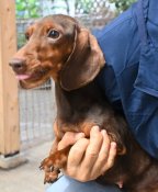 ミニチュアダックスフンド(スムース)【・女の子・2023年8月2日・チョコレート&タン】