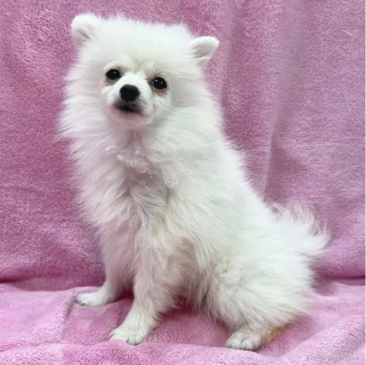 ID:2310-00337の子犬