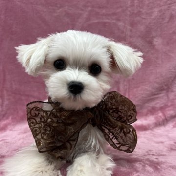 マルチーズ【大阪府・男の子・2024年7月1日・ホワイト】の写真「小ぶりでとっても可愛い💕
お利口さんです✨」