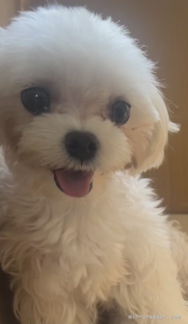 マルチーズ【・女の子・2022年4月14日・ホワイト】「レイちゃん」