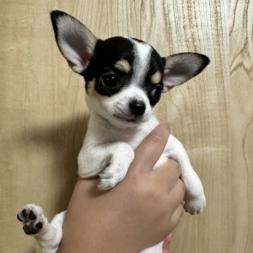 チワワ(スムース)【群馬県・女の子・2025年7月4日・ブラックタン&ホワイト】の写真「整ったお顔の美人さん♡」