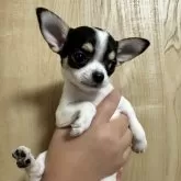 チワワ(スムース)