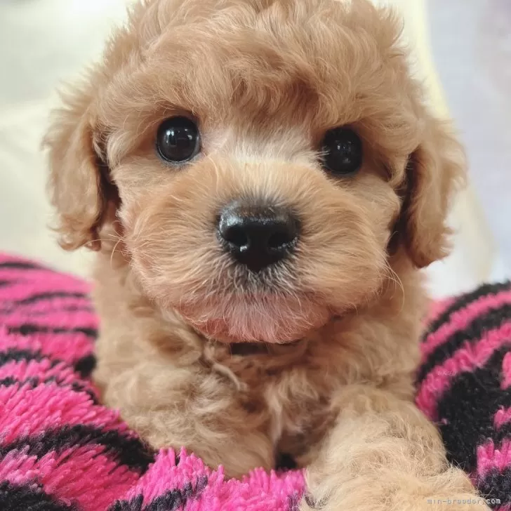 ID：2406-05790の子犬