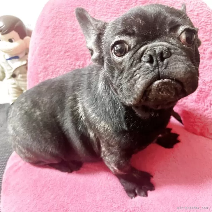 ID:2411-06467の子犬