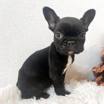 フレンチブルドッグ【岡山県・女の子・2025年9月22日・ブリンドル】の写真「一週間限定お値下げ中✨」
