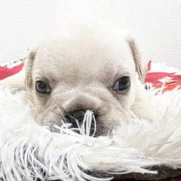 フレンチブルドッグ【岡山県・男の子・2025年9月1日・クリーム】の写真「お餅みたいな子🎀」
