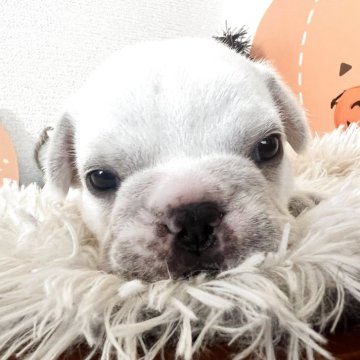 フレンチブルドッグ【岡山県・男の子・2025年9月16日・クリーム🌰】の写真「まったり君」