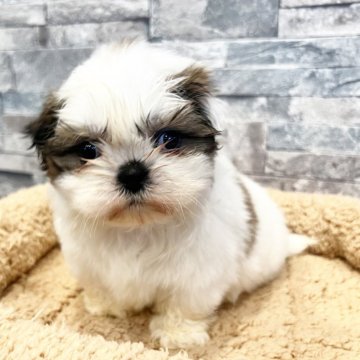四季オリジナル シーズー 仔犬 座り - メルカリ