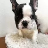 フレンチブルドッグ