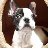 フレンチブルドッグ