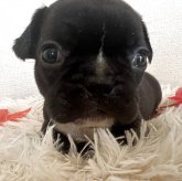 フレンチブルドッグ