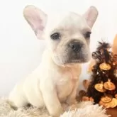 フレンチブルドッグ