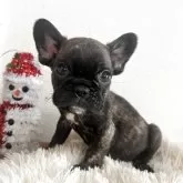 フレンチブルドッグ