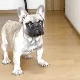 フレンチブルドッグ