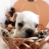 フレンチブルドッグ