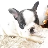 フレンチブルドッグ【岡山県・男の子・2025年9月12日・パイド】の写真3