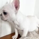 フレンチブルドッグ【岡山県・女の子・2025年9月1日・クリーム🎀】の写真4