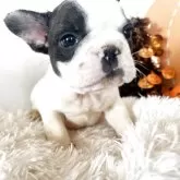 フレンチブルドッグ【岡山県・男の子・2025年9月12日・パイド】の写真4