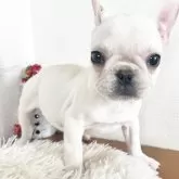 フレンチブルドッグ【岡山県・女の子・2025年9月1日・クリーム🎀】の写真5