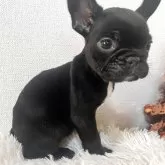 フレンチブルドッグ【岡山県・女の子・2025年9月22日・ブリンドル】の写真5