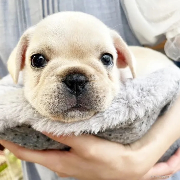 ID:2307-01910の子犬
