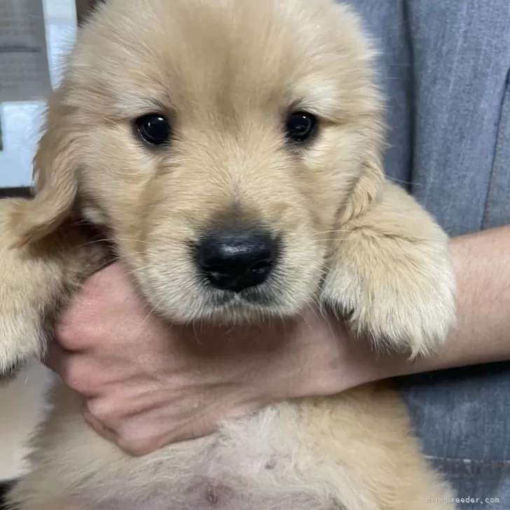 S.W 様のお迎えした子犬