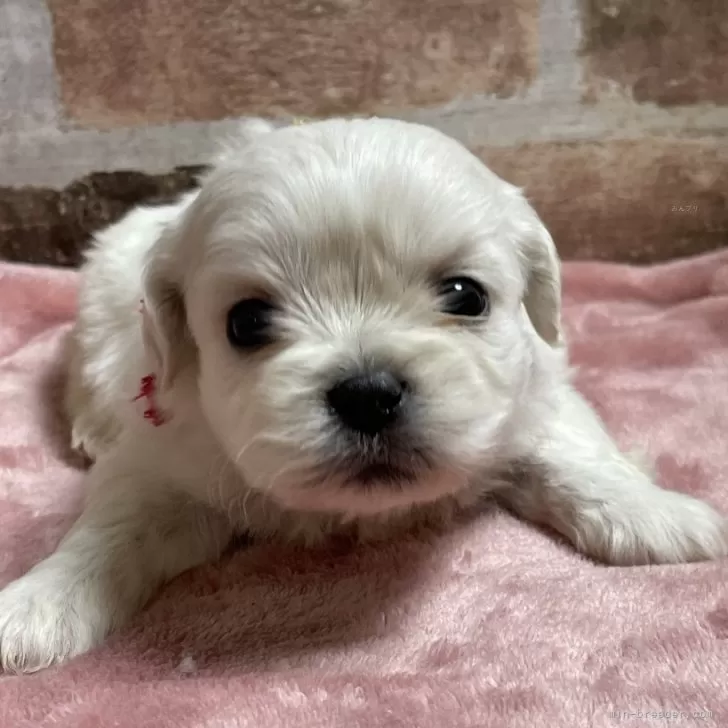 ID：2412-06772の子犬