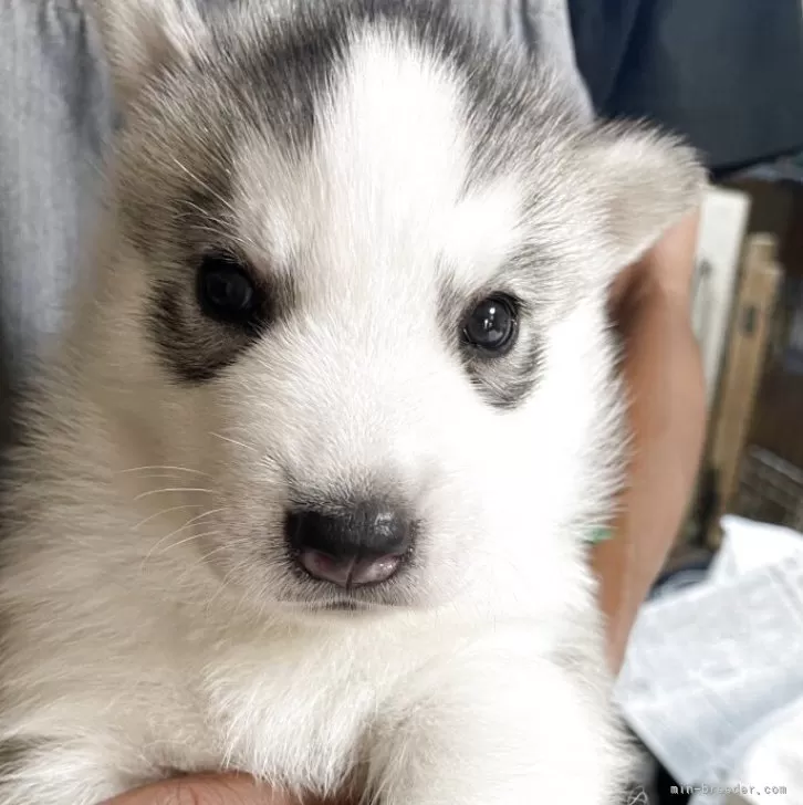 ゴメス 様のお迎えした子犬