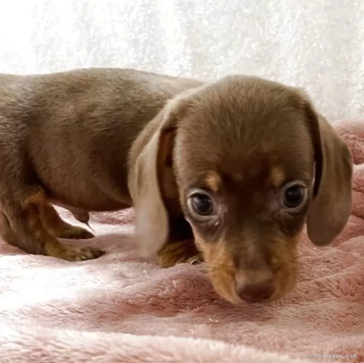 ID:2506-07182の子犬