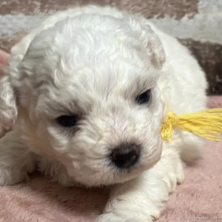 Y.T 様のお迎えした子犬