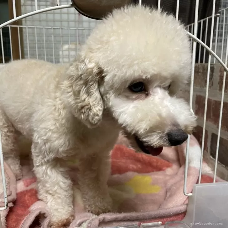 ID：2412-01496の子犬