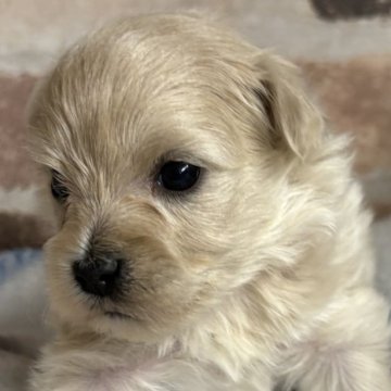 マルプー(トイプードル×マルチーズ)【埼玉県・女の子・2025年10月18日・クリームかアプリコット】の写真「とても可愛くなりましたよ、写真とは全然違いますよ、」