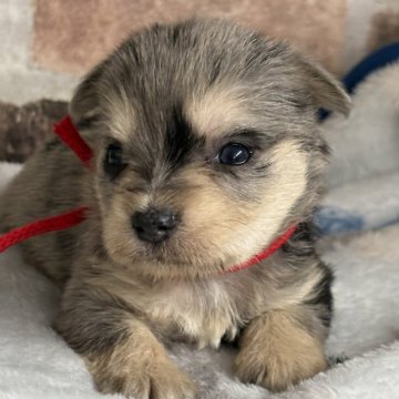 ミックス(チワワ×ミニチュアシュナウザー)【埼玉県・女の子・2025年10月25日・ブルーマールマール、リボン、リボん赤】の写真「兎に角可愛いです、小さくて」