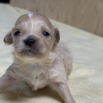 マルプー(トイプードル×マルチーズ)【埼玉県・女の子・2025年10月18日・クリームかアプリコット】の写真「とても可愛いかなると思います。楽しみです。」