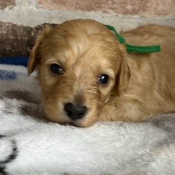 ダップー(トイプードル×ダックスフンド)【埼玉県・男の子・2025年11月1日・レッド】の写真「トイプードルの父、ダックスの母凄い可愛いです。」