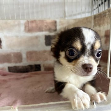 チワワ(ロング)【埼玉県・女の子・2025年7月25日・チョコたん&ホワイト】の写真「少し大きくいのでお安くします、身体には異常は無い」